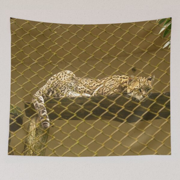 Item preview, jaguar at the zoo designed and sold by felipequeiroz.