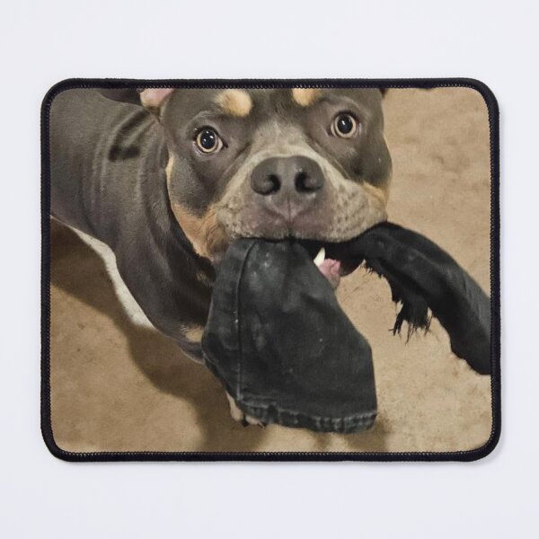 Item preview, Odin the pitty designed and sold by Courtney Croxall.
