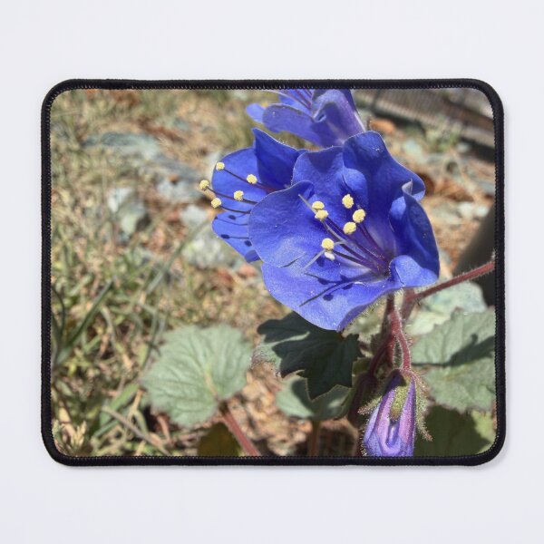 Item preview, Blue Whispers designed and sold by Betsy Phillips.
