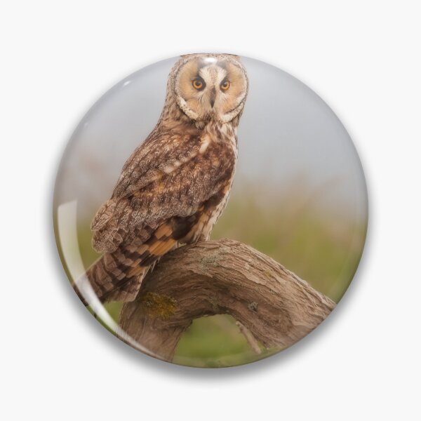 Item preview, Long-eared owl in heathland designed and sold by Kristian Bell.