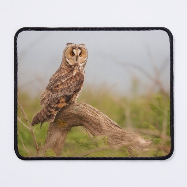 Item preview, Long-eared owl in heathland designed and sold by Kristian Bell.