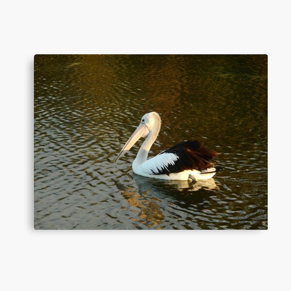 Pelican Canvas Print