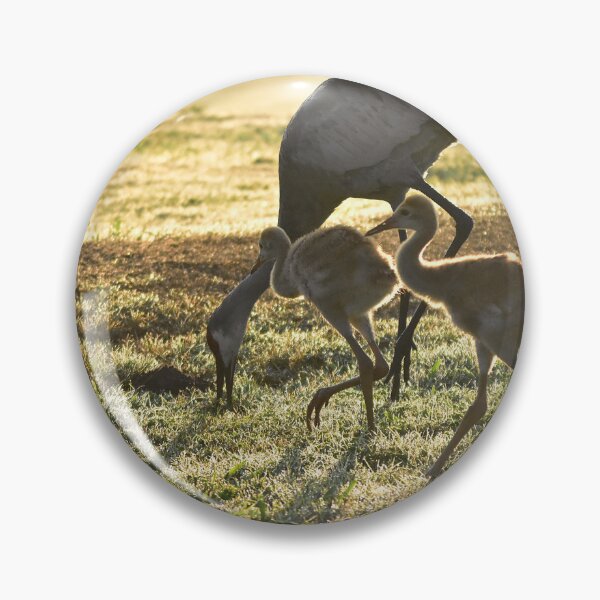 Item preview, Cranes Grazing in Morning Light designed and sold by MercerImages.