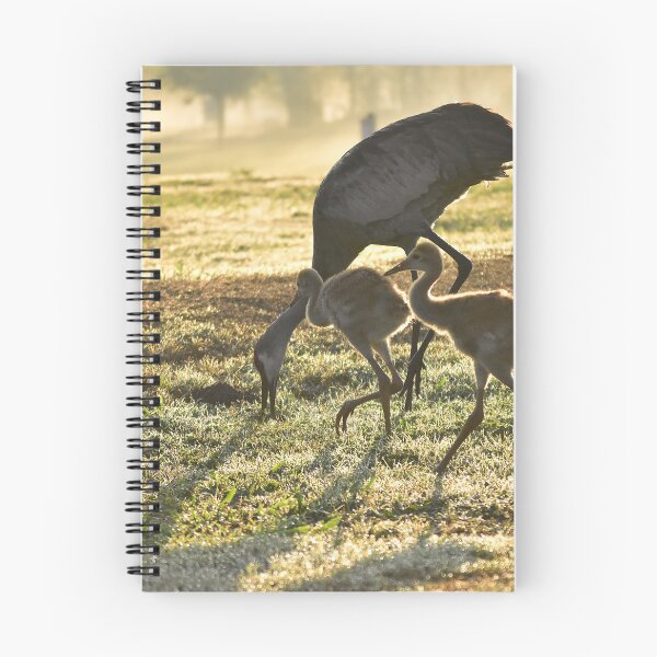 Item preview, Cranes Grazing in Morning Light designed and sold by MercerImages.