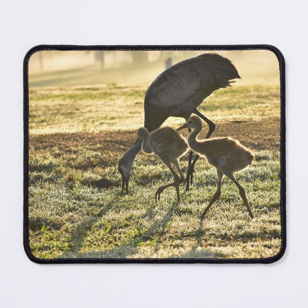 Item preview, Cranes Grazing in Morning Light designed and sold by MercerImages.