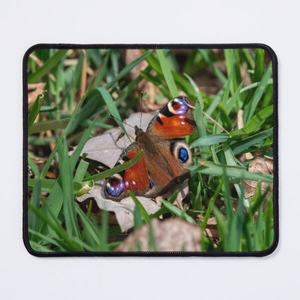 Item preview, Peacock butterfly (Aglais io) designed and sold by Stephen Jarman.