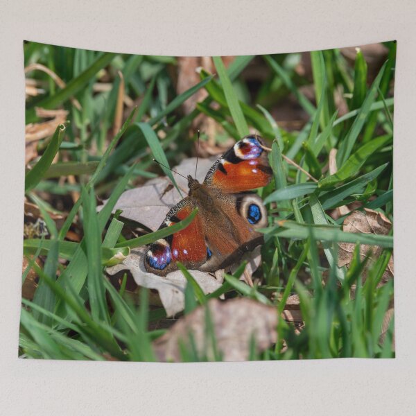 Item preview, Peacock butterfly (Aglais io) designed and sold by Stephen Jarman.