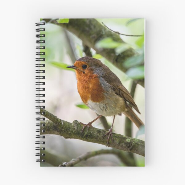 Item preview, Robin on tree branch  designed and sold by Stephen Jarman.