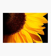 Sunbathe Photographic Print