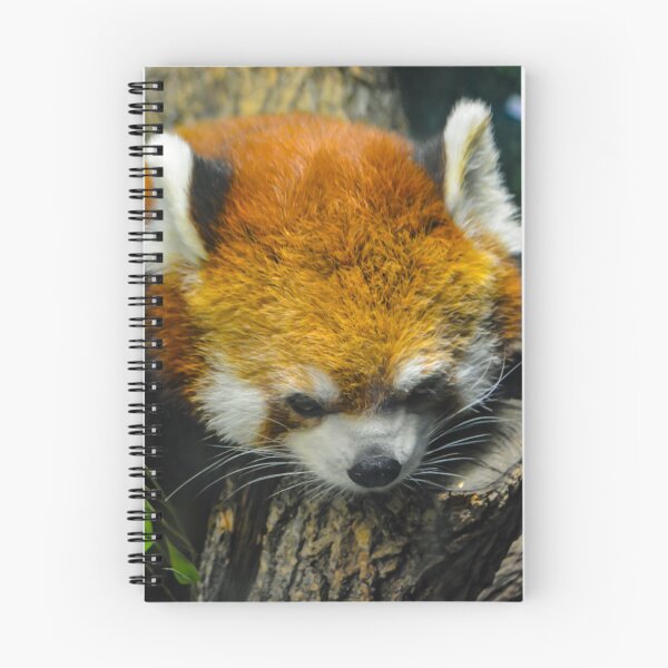 Item preview, Red Panda Perched designed and sold by Tpeters745.