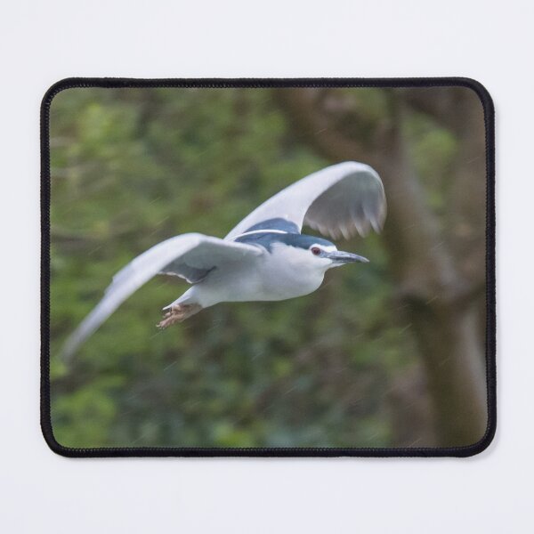 Item preview, Black Crowned Night Heron designed and sold by LaurenTucker.