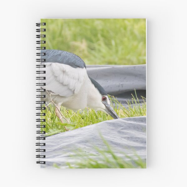 Item preview, Black Crowned Night Heron designed and sold by LaurenTucker.