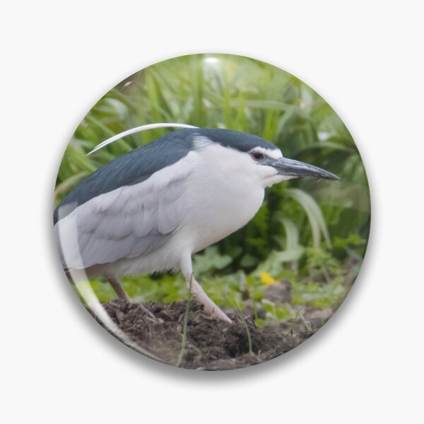 Item preview, Black Crowned Night Heron designed and sold by LaurenTucker.