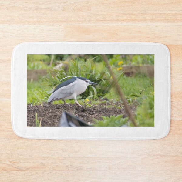Item preview, Black Crowned Night Heron designed and sold by LaurenTucker.