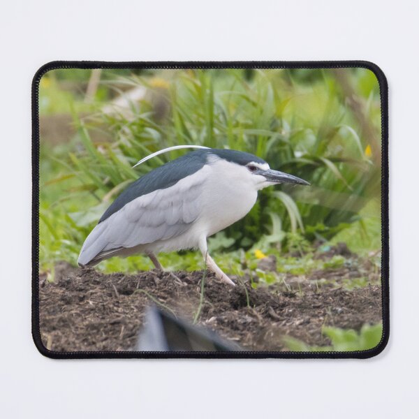 Item preview, Black Crowned Night Heron designed and sold by LaurenTucker.