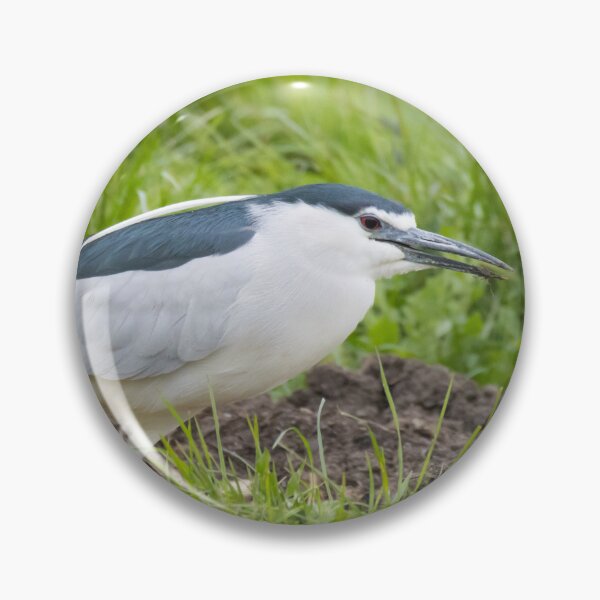 Item preview, Black Crowned Night Heron designed and sold by LaurenTucker.