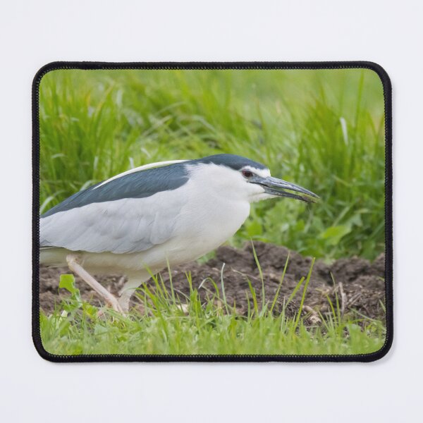 Item preview, Black Crowned Night Heron designed and sold by LaurenTucker.