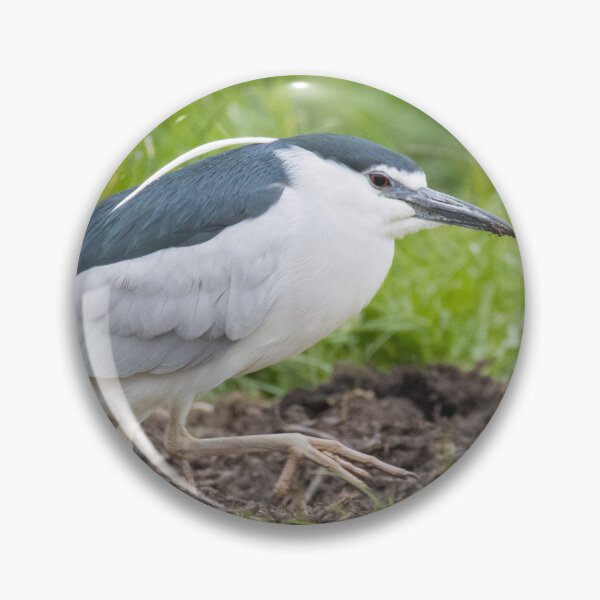 Item preview, Black Crowned Night Heron designed and sold by LaurenTucker.