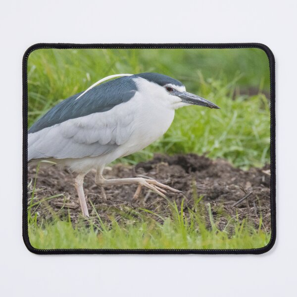 Item preview, Black Crowned Night Heron designed and sold by LaurenTucker.
