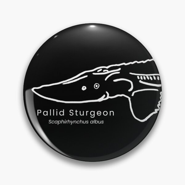 Item preview, Pallid Sturgeon designed and sold by The Freshwater Naturalist.