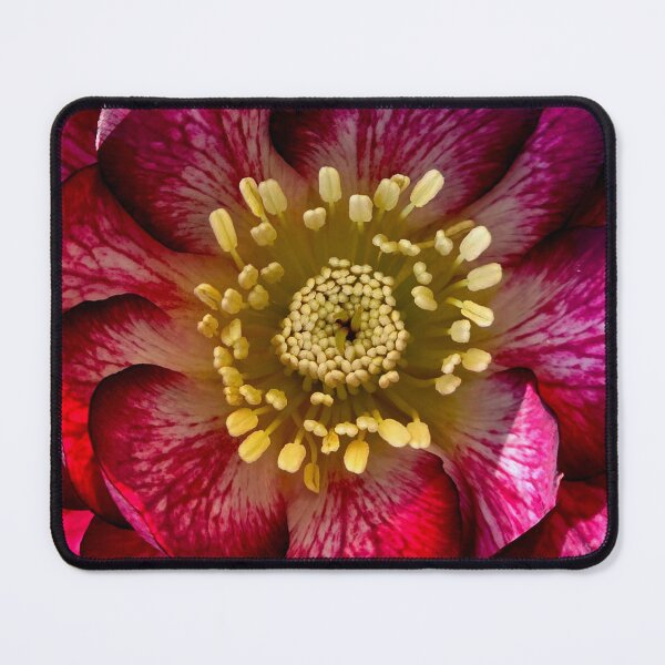 Item preview, Hellebores 'Whirlwind Romance' Close Up designed and sold by bjtomiko.