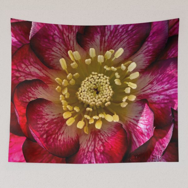 Item preview, Hellebores 'Whirlwind Romance' Close Up designed and sold by bjtomiko.