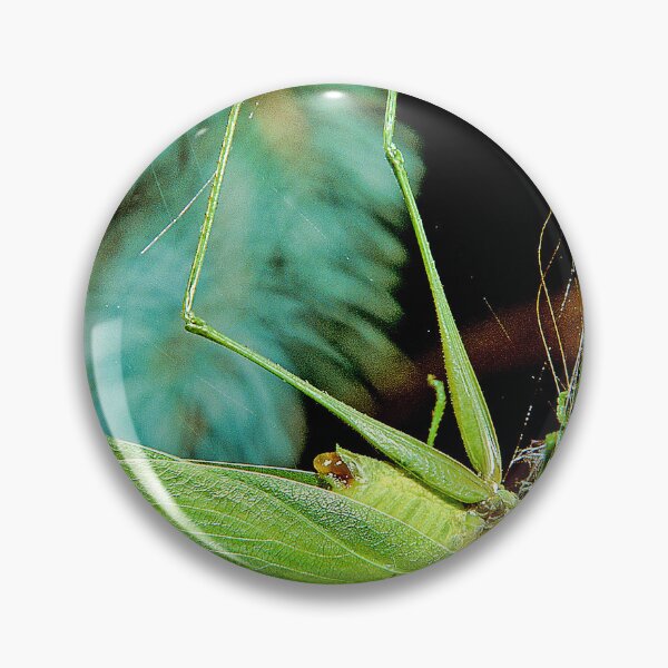 Item preview, Spider Traps and Eats a Much Larger Katydid designed and sold by AMacGPhilly.