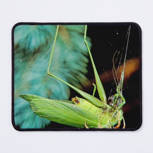 Item preview, Spider Traps and Eats a Much Larger Katydid designed and sold by AMacGPhilly.