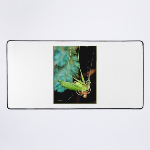 Item preview, Spider Traps and Eats a Much Larger Katydid designed and sold by AMacGPhilly.