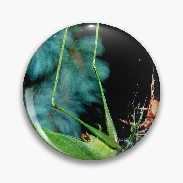 Item preview, Orb-weaver Spider Captures Much Larger Katydid Insect designed and sold by AMacGPhilly.