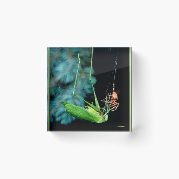 Item preview, Orb-weaver Spider Captures Much Larger Katydid Insect designed and sold by AMacGPhilly.