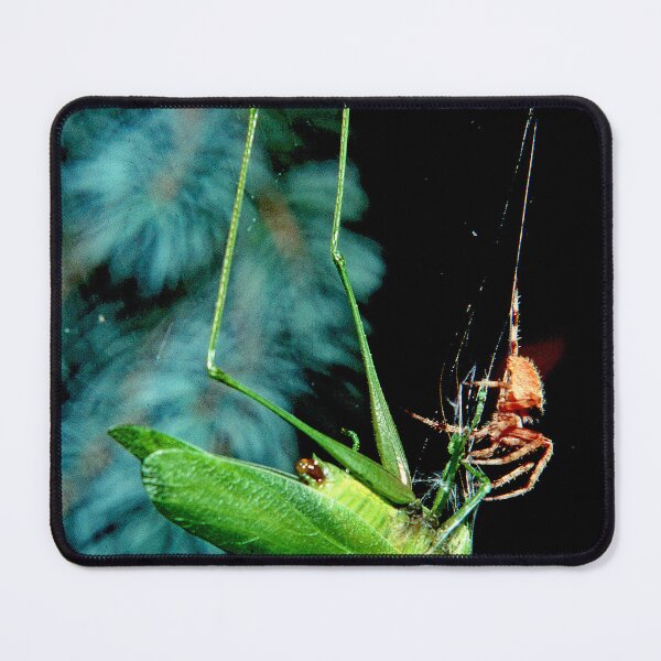 Item preview, Orb-weaver Spider Captures Much Larger Katydid Insect designed and sold by AMacGPhilly.