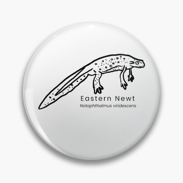 Item preview, Eastern Newt designed and sold by The Freshwater Naturalist.