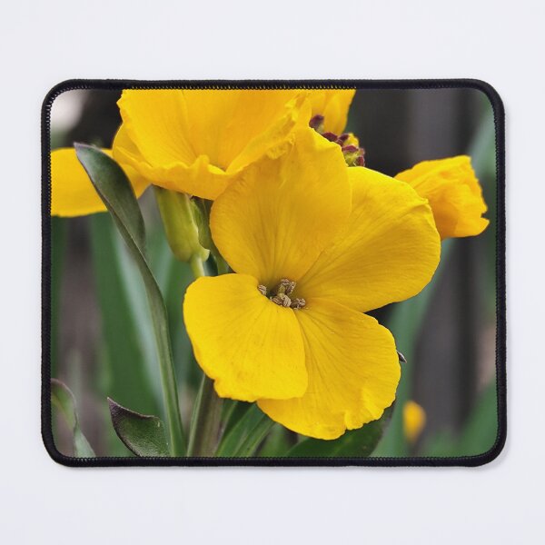Item preview, Vivid Yellow Wallflower Bloom designed and sold by vtspatial.