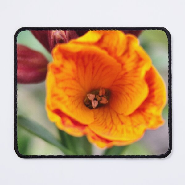 Item preview, Vibrant Orange Wallflower Blossom designed and sold by vtspatial.