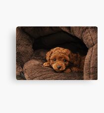 Red Teacup Poodle Puppy Canvas Print