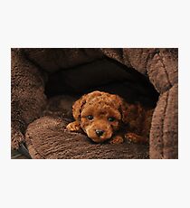 Red Teacup Poodle Puppy Photographic Print