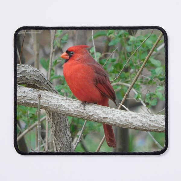 Item preview, Cardinal in the Spring designed and sold by AmyBsPics.