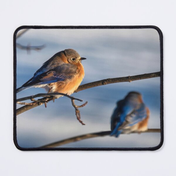 Item preview, Three Eastern Bluebirds On A Cold Winter Day designed and sold by Lois  Bryan.