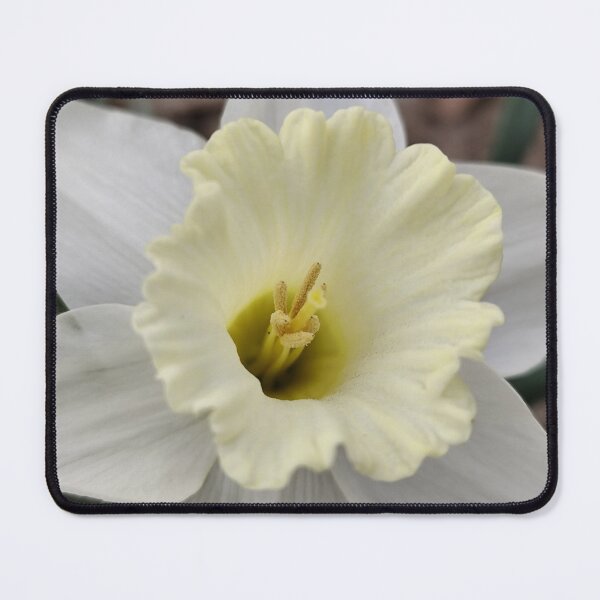 Item preview, Calming White Blooming Daffodil designed and sold by vtspatial.