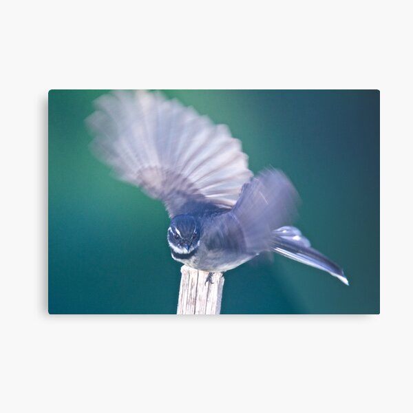 FANTAIL ~ Grey Fantail 5cSRCAfE by David Irwin ~ WO Metal Print