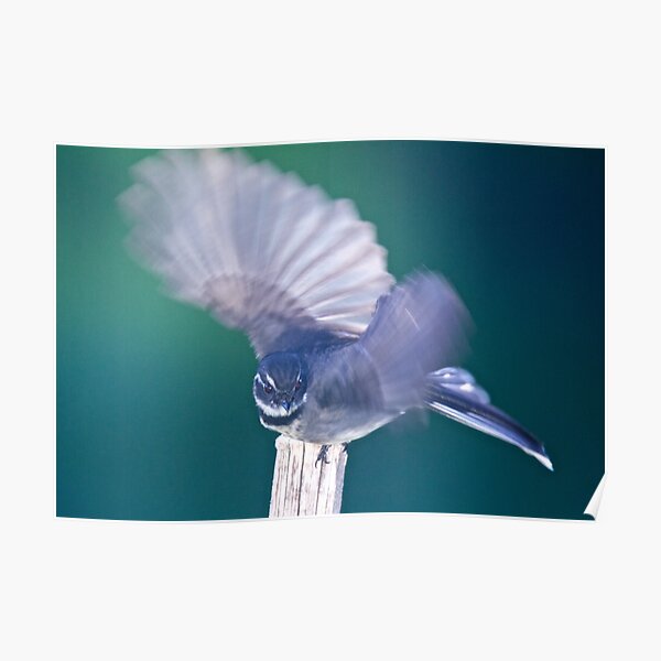 FANTAIL ~ Grey Fantail 5cSRCAfE by David Irwin ~ WO Poster