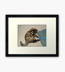 playful Framed Print