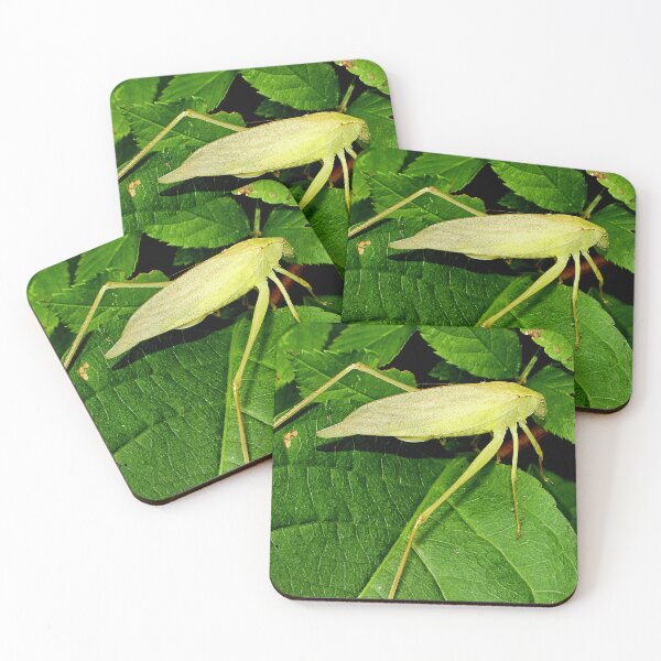Item preview, Oblong-winged Katydid Insect on Foliage designed and sold by AMacGPhilly.
