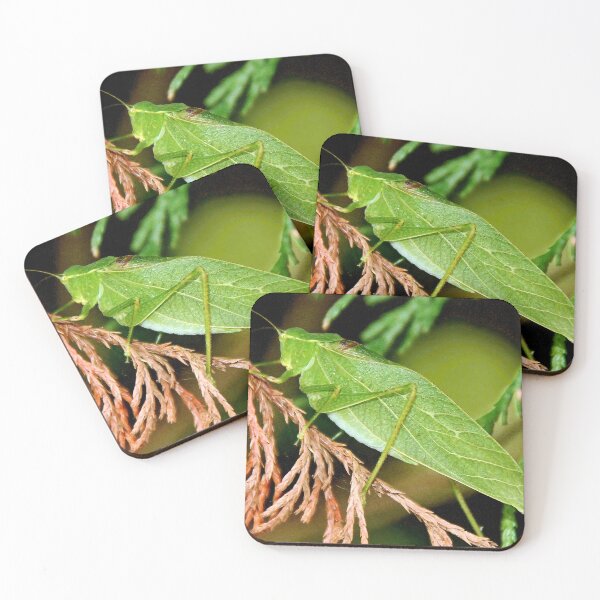 Item preview, Angular-winged Katydid, Grasshopper-Like Insect designed and sold by AMacGPhilly.