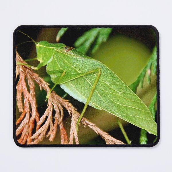 Item preview, Angular-winged Katydid, Grasshopper-Like Insect designed and sold by AMacGPhilly.
