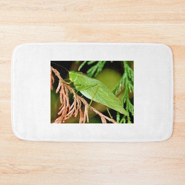 Item preview, Angular-winged Katydid, Grasshopper-Like Insect designed and sold by AMacGPhilly.