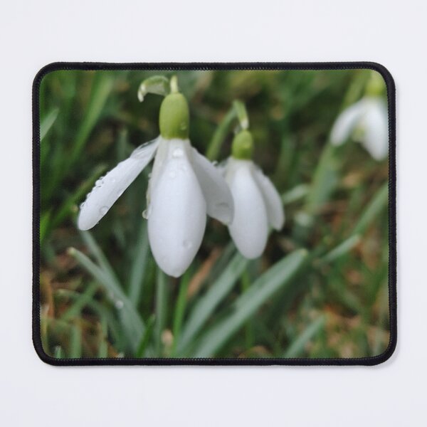 Item preview, A Watery Snowdrop Portrait designed and sold by SCTBUFFALOPHOTO.
