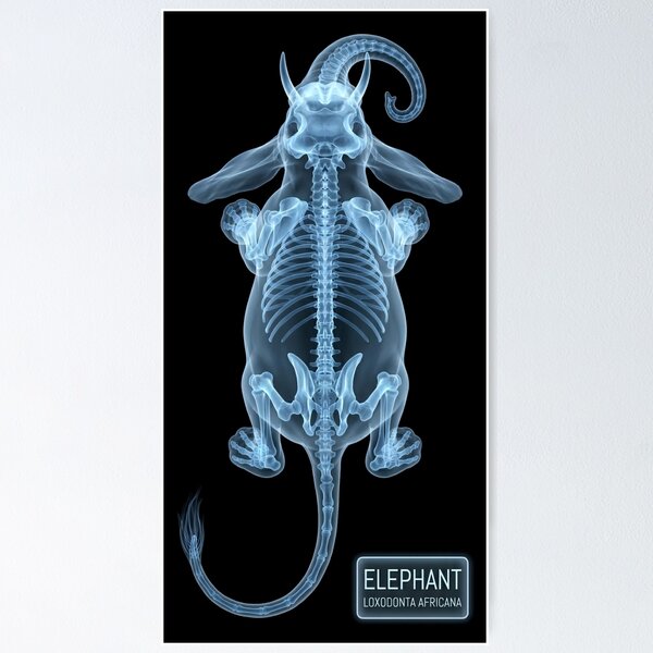 Item preview, African Elephant Skeleton X-Ray Anatomy Blue Design designed and sold by octozap.