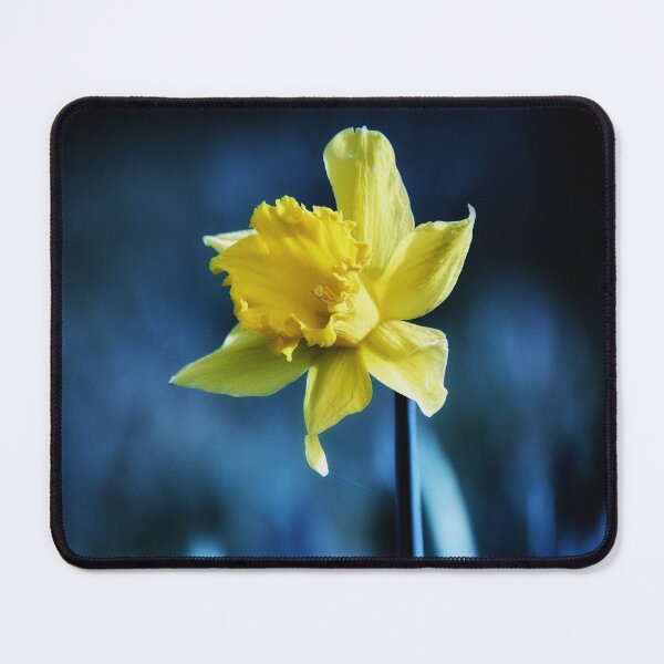 Item preview, Single Daffodil  designed and sold by Tom McPherson Photography.